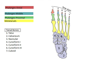 Foot Anatomy and Biomechanics during Gait - StableMovement Physical Therapy